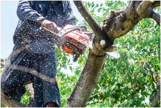 tree services Harrisburg